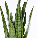 Sansevieria Zeylanica