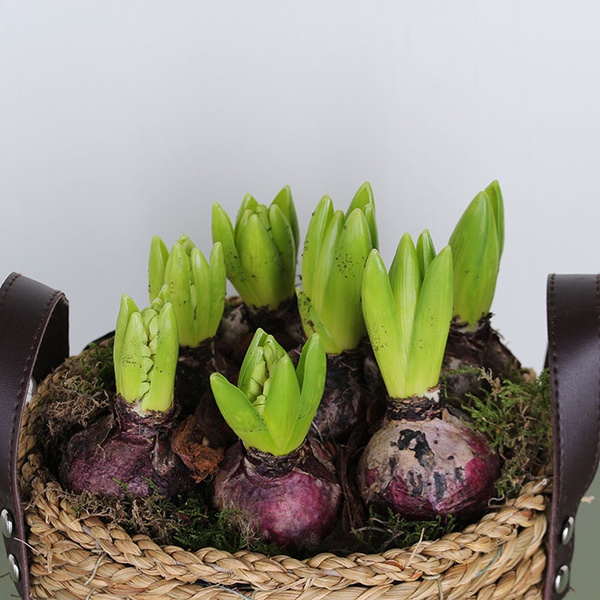 Composition of hyacinths in a basket