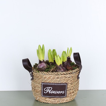 Composition of hyacinths in a basket