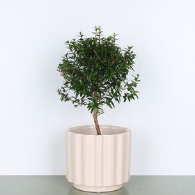 Myrtle