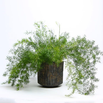 Asparagus Spengera