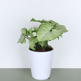 Syngonium mix