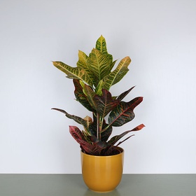 Croton M