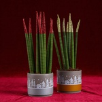 Sansevieria with gold glitter
