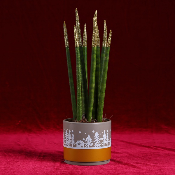 Sansevieria with gold glitter