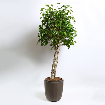 Фикус Бенджамина (Ficus benjamina 'Ova' on stem)