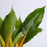 Хлорофітум (Chlorophytum Orchi. 'green Orange')