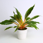 Хлорофітум (Chlorophytum Orchi. 'green Orange')