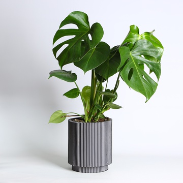 Monstera M