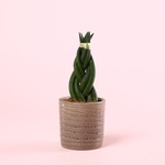 Sansevieria cylindrica