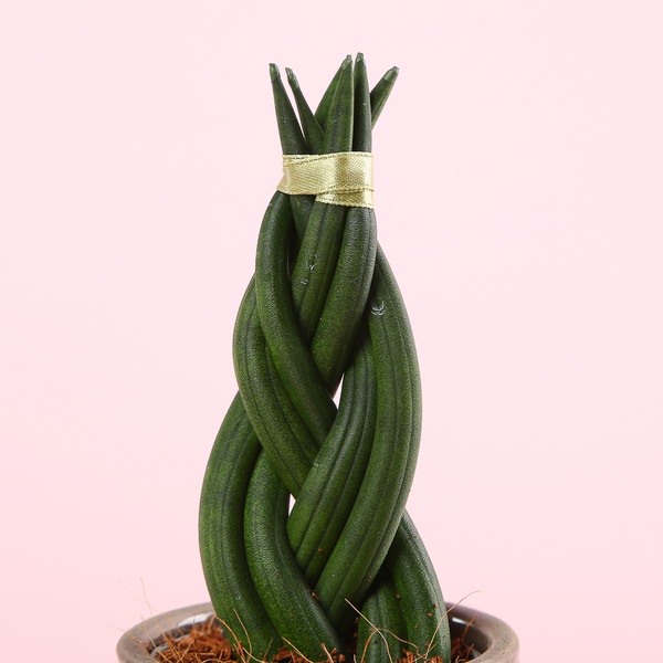 Sansevieria cylindrica