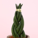 Sansevieria cylindrica