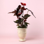 Антуріум мікс