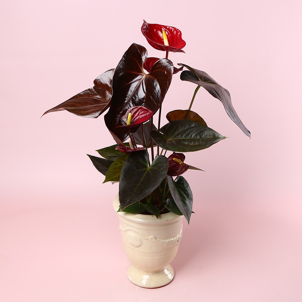 Антуріум мікс