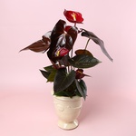 Антуріум мікс