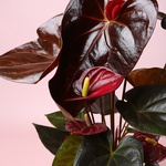 Антуріум мікс