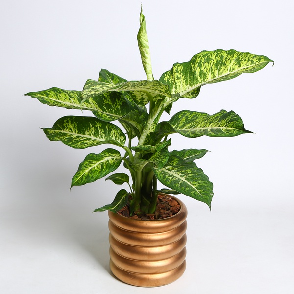 Dieffenbachia