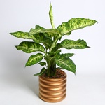Dieffenbachia