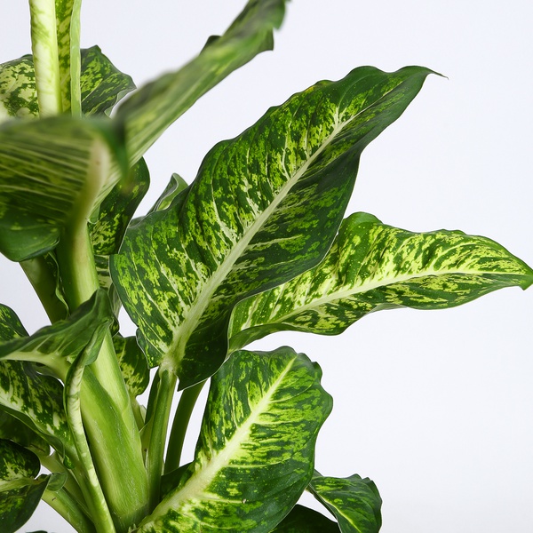Dieffenbachia