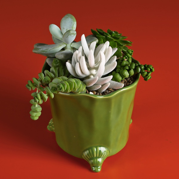 Planting succulents in pots