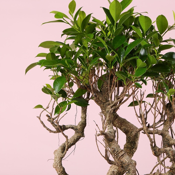 Фікус бонсай Ginseng в кашпо, М