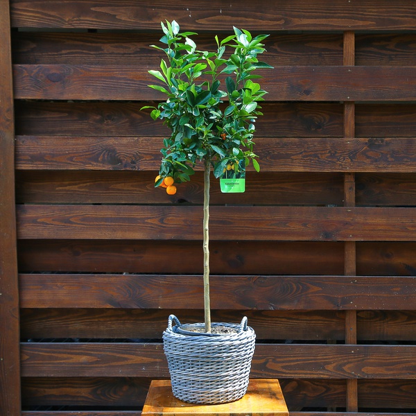 Citrus tree