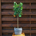 Citrus tree