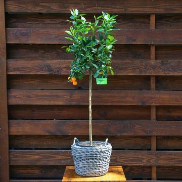 Citrus tree