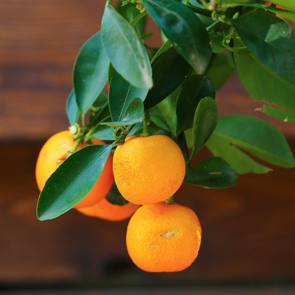 Citrus tree