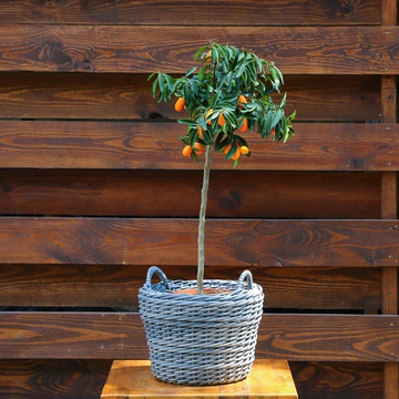 Calamondin