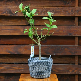 Citrus Buddha's Hand