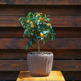 Citrus tree L