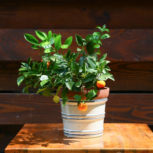 Citrus