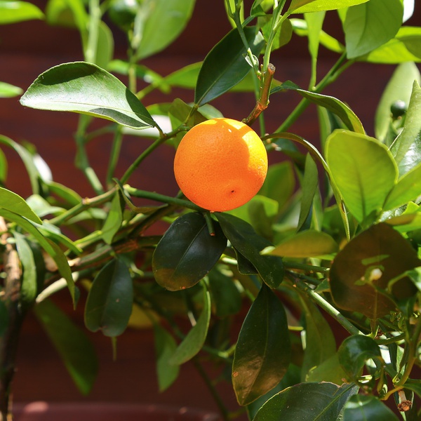 Citrus