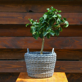 Lemon (Citrus limon)