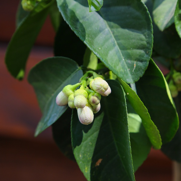Лимонне дерево (Citrus limon)