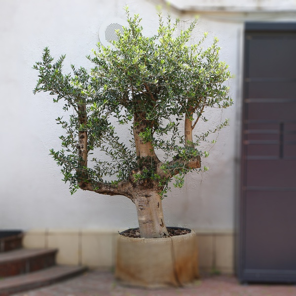 Olive tree XXL