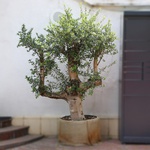 Olive tree XXL