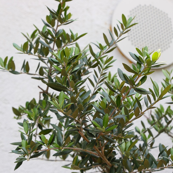 Olive tree XXL