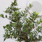 Olive tree XXL
