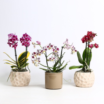 Фаленопсис (Phalaenopsis Multi Mix)