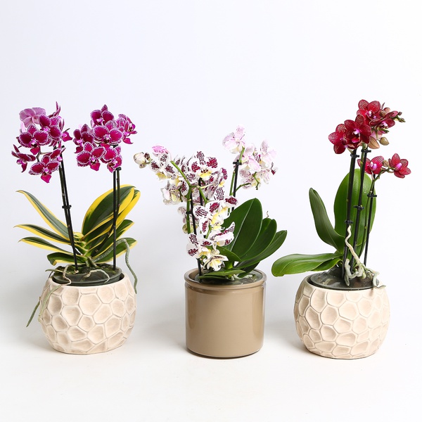 Фаленопсис (Phalaenopsis Multi Mix)