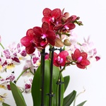 Фаленопсис (Phalaenopsis Multi Mix)