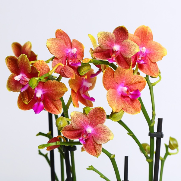 Орхідея (Phalaenopsis Mf An Bolgheri)