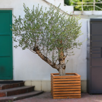 Olive tree XXL