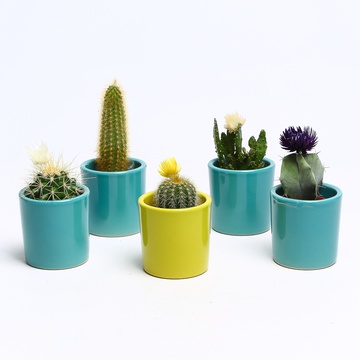 Cactus mini mix