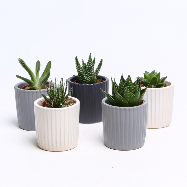 Succulent mix in pots, S