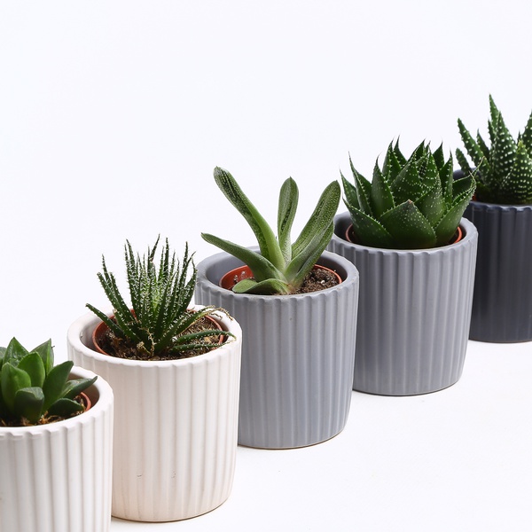 Succulent mix in pots, S