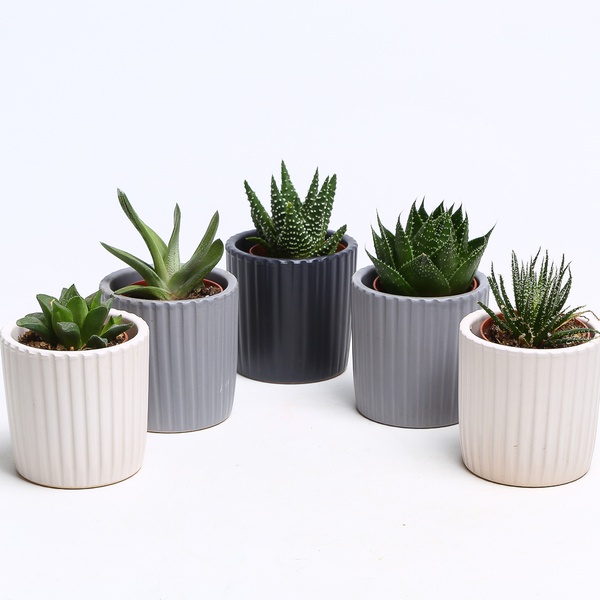 Succulent mix in pots, S