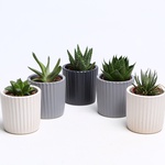 Succulent mix in pots, S